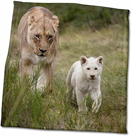 3drose Данита Делимонт - Лавови - Бел лав, Источен Кејп, Јужна Африка - крпи
