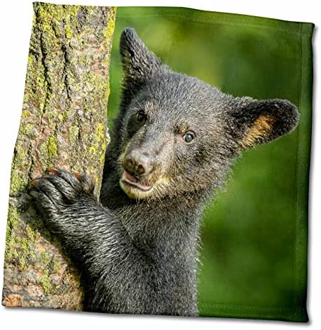 3дроза САД, Минесота. Крупен кадар на младенче од црна мечка што се качува на дрво. - Крпи