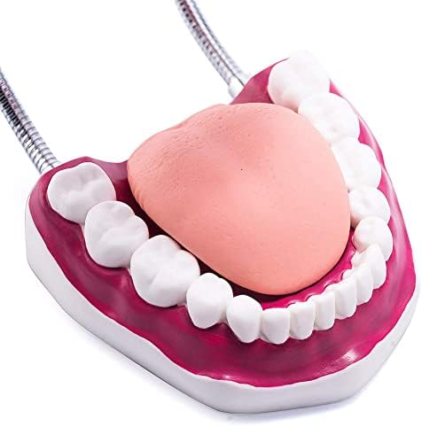 Голем модел на заби 6 пати зголемување на модели на заби за заби, модел на орална нега со одвојлив јазик и четка за заби за настава