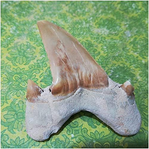 Kh66zky ајкула заби фосилни украси Наставни фосилни примероци материјали за збирки и образование за домашни украси деца подарок