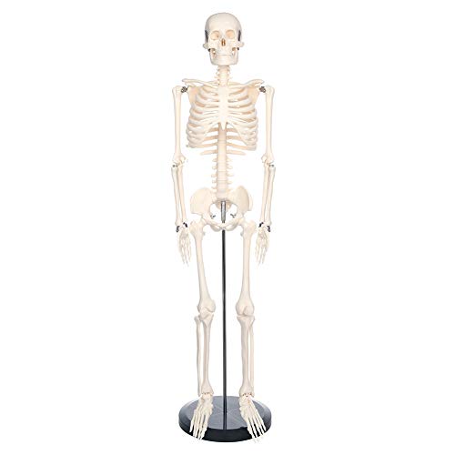Човечки скелет модел за анатомија Мини човечки скелет модел со метален штанд - висок 33,4 инчи со отстранливи раце и нозе научна студија насликана