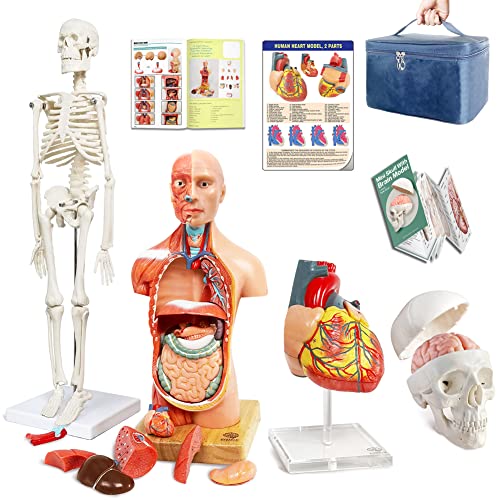 Евотех Човечко Тело, Скелет, Срце, Череп Со Половина Големина Со Модели На Мозок-Најдобар Пакет За Анатомски Модел од 4 Практични