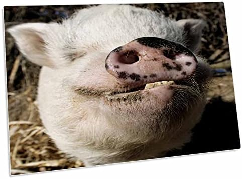 3drose Pet Pot Bellied Pig, Farm Animal, New Mexico - US32. - Мачиња за подлога за биро