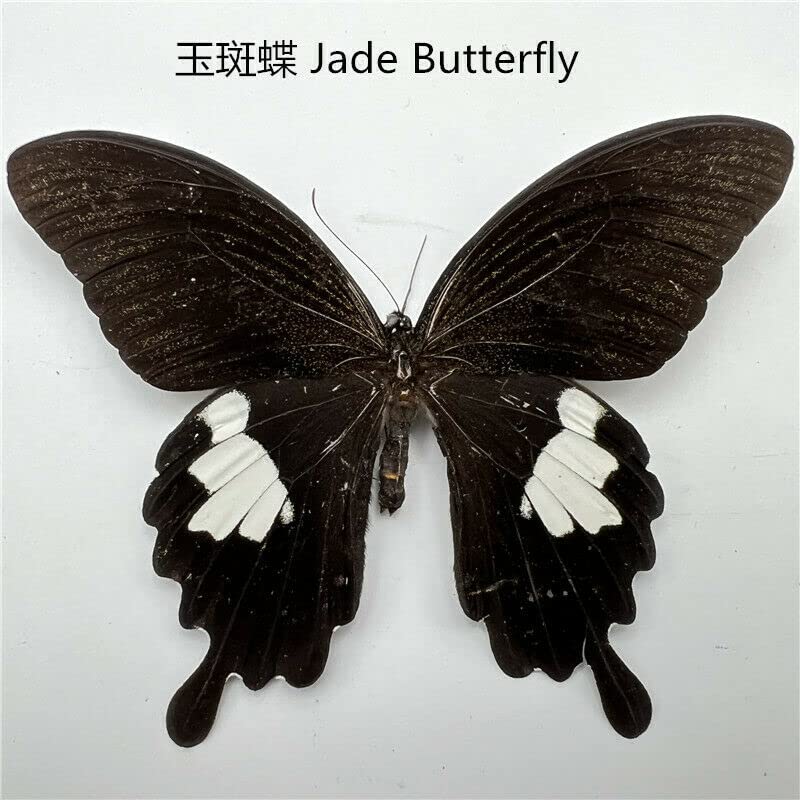 Клоатски природни пеперутки за собирање, разновидни тропски пеперутки со суво зачувано, реални примероци ентомологија, природна пеперутка,
