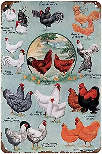 Симпатични едукативни знаења за знаење за пилешко месо од кокошки графикони гроздобер метален калај знак за фарма клуб кафе -бар дома кујнски