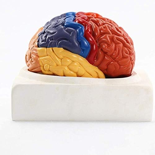 Model RRGJ Наставен модел, 2 Дел ПВЦ Функција на мозокот област Модел во боја на човечки мозочен домен Анатомија Анатомски модел