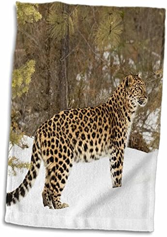 3Drose Amur Leopard Standing Alert во зимскиот снег. - крпи