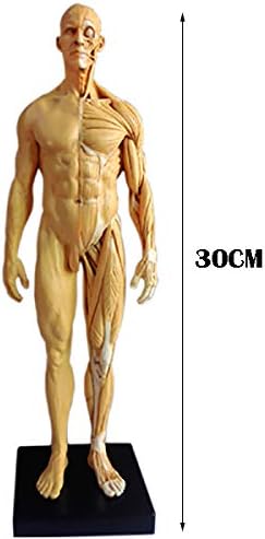 Модел на машка анатомија - Уметнички човечки мускули черепна глава Анатомска структура модел - ПУ материјал човечки анатомски модел на коски на