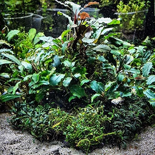 Гринпро | Букефаландра Сп Ткивна Култура Живи Аквариумски Растенија Средно За Декорација На Аквариум