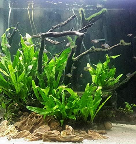 Mainam Java Fern On Driftwood | Microsourum pteropus слатководно слатководно осветлување во живо аквариум растителни украси 3 дена гаранција