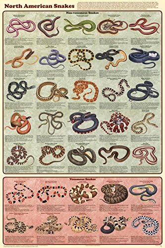 Северноамерикански Змии Едукативна Табела Постер 24 х 36