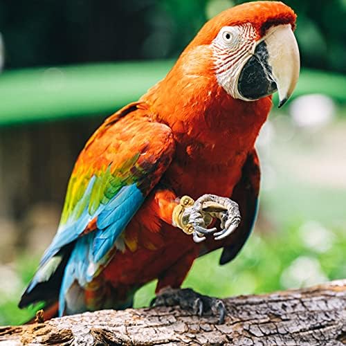 Patkaw Bird играчки на отворено играчки 20 парчиња птици папагали нозе прстен гулаб на ногата папагал стапало прстенот за отворање на прстенот