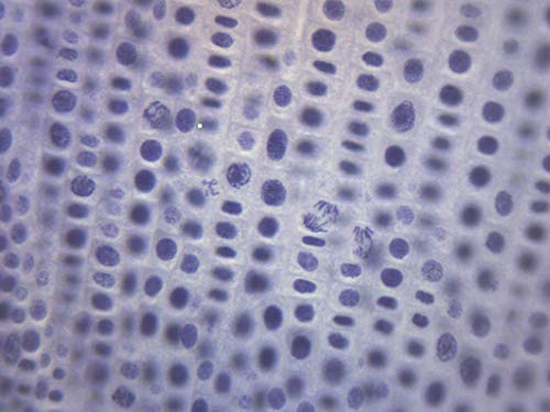 Митоза на кромид, Подготвен Слајд На Микроскоп-75 х 25мм-Растителна Митоза, Воведна Микроскопија - Лаборатории Еиско