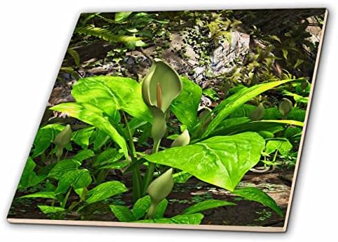 3дроуз Боем Графички Цвет-растение Арум и цвет во шумата-Плочки