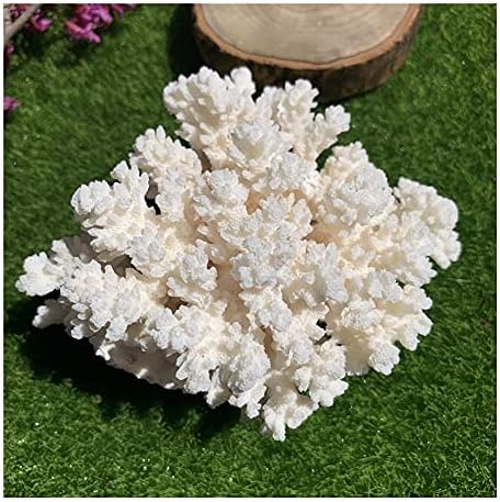 Bervsj Исцелување минерален камен бел корал фосилен кластер кварц кристален гребен примерок заздравување кристал камен за домашен декор чакра