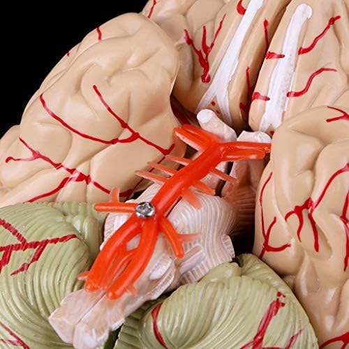 Наставен модел, модел на човечки мозок - Расклопување на 8 делови Цереброваскуларен модел на анатомија на мозокот - PVC Анатомски
