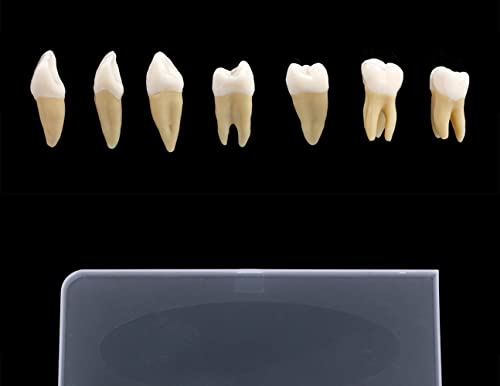 Возрасни заби модел 28pcs 1: 1 Постојани заби заби за заби ZYR-7008 Опрема за настава на училиште за смола