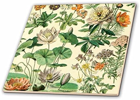 3дроза Гроздобер Ботанички Цвет Уметност Печати Цвеќиња За Градинари Градина Љубовник-Плочки