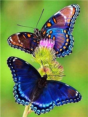 Дијамантско сликарство пеперутка цвет цветна дијамантска вез за вкрстување на бод.