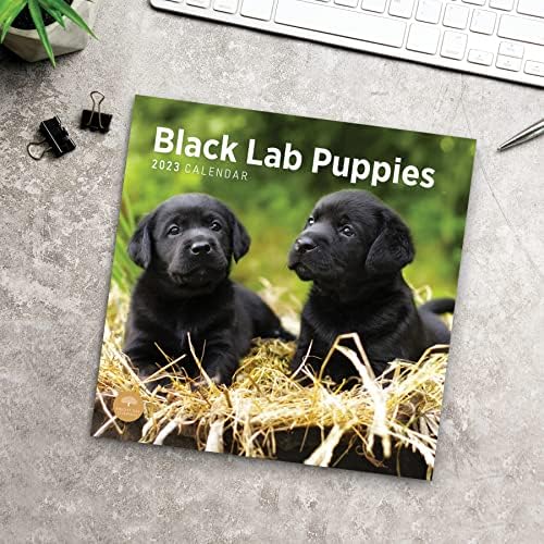 2023 Црн Лабораториски Кученца Ѕид Календар По Светлиот Ден, 12х12 Инчи, Симпатична Симпатична Фотографија На Кучиња За Миленичиња