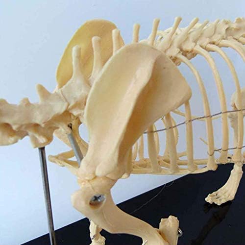 Наставен модел, образовен образовен модел кучешки скелет за кучиња Анатомски модел Скелет на кучиња анатомија животински анатомски модел за
