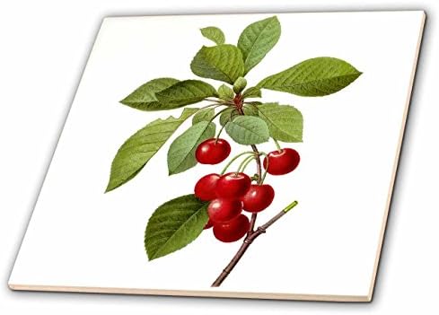 3Drose CT_106852_1 Redoute гроздобер акварел овошје цреши Cerasus domestica-ceramic плочка, 4-инчи
