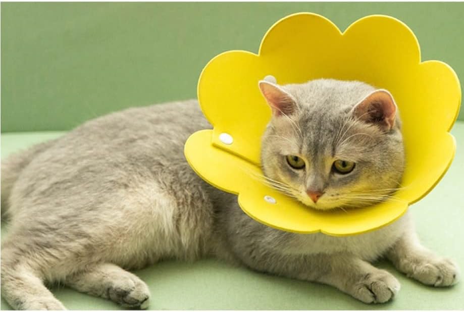 Дхтдвд Јака Во Облик На Цвет Заздравување На Рани Од Мачки Заштитен Конус Јаки Против Залак За Обновување На Мачиња