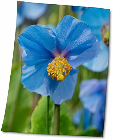 3drose Исланд, Акуреири. Сините афиони цветаат во градинарска градина. - крпи