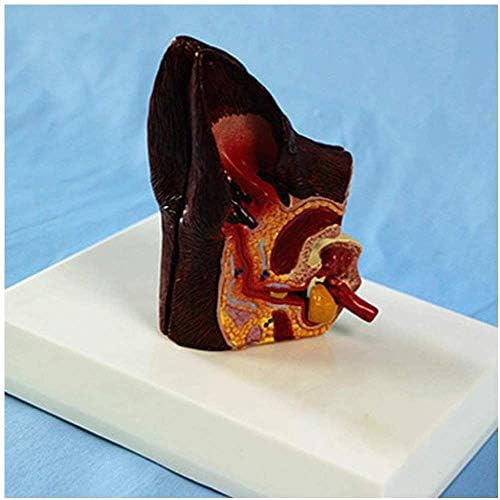 Model Model Model, модел на склопување модел Анатомски патолошки кучиња уво модел животински орган Анатомија биологија примерок