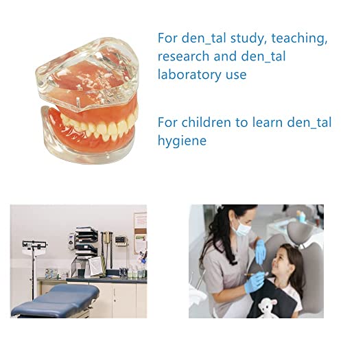 Модел за демонстрација на заби, стандард за возрасни со отстранливи заби за настава, чист дисплеј, образование, стандарден модел на заби