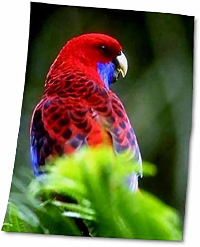 3drose Флорен птици - Црвена N сина паракета - крпи