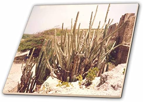 3дроза Слика На Десертни Растенија Кои Растат На Егзотичен Остров Аруба-Плочки