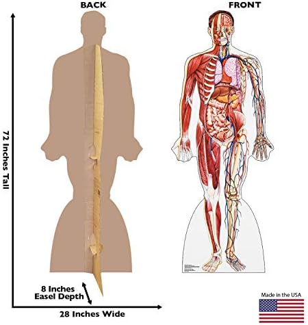Напредна Графика Анатомија Мускулен Систем Големина На Живот Картонски Исечок Стендап
