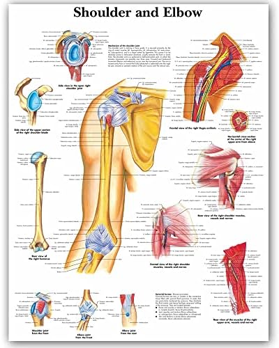 Sharvgun Wang Art Назад кон училишно рамо и лактот анатомски графикони Постери Анатомија платно печати wallидни слики за медицинско образование