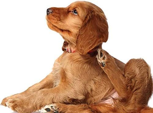 Кучиња За Ублажување на чешање-Најдобро Олеснување На Алергијата На Кучиња-ОСЛОБОДЕТЕ се ОД ЧЕШАЊЕ - Имунолошка Поддршка-Џвакање-Додаток