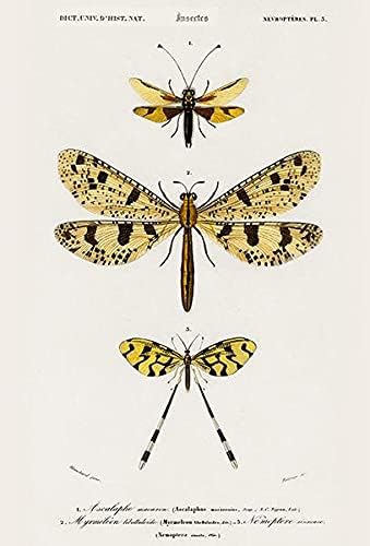 Ascalaphus macaronius, Myrmeleon, Nemoptera - инсекти - 1849 - илустрација магнет