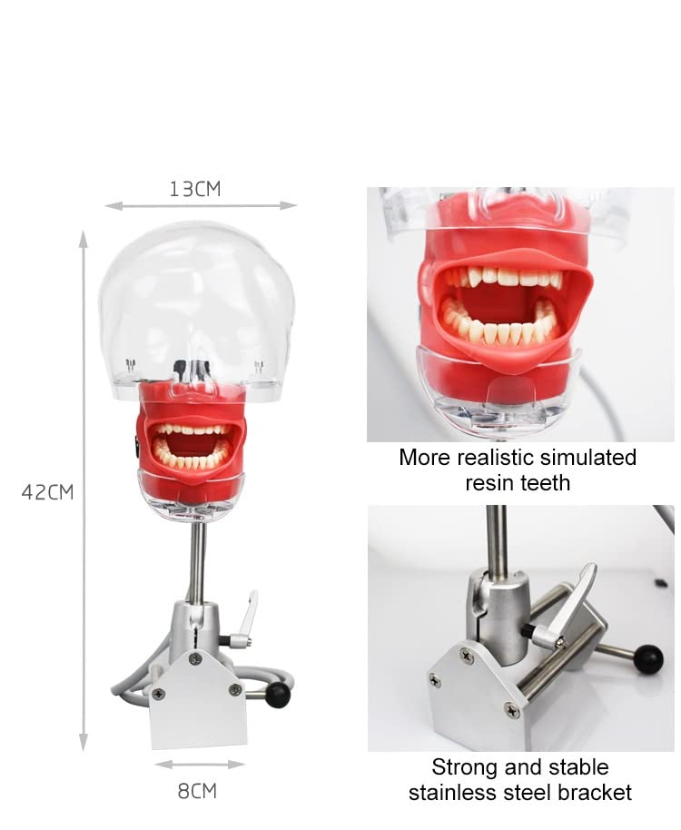 Denfective Едноставен модел на глава Стоматолошки симулатор Фантом Маникин со заби за наставна пракса обука за студии фиксирани