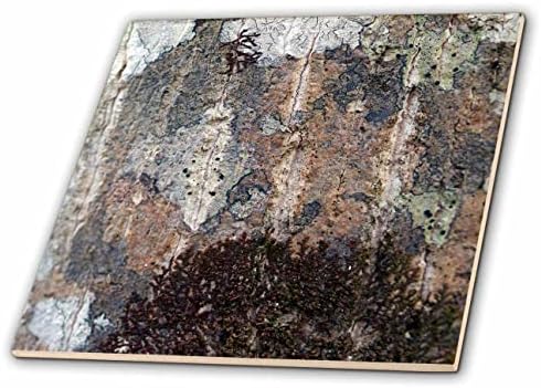 3дроза Макро фотографија на габа и текстури на кора на дрво. - Плочки