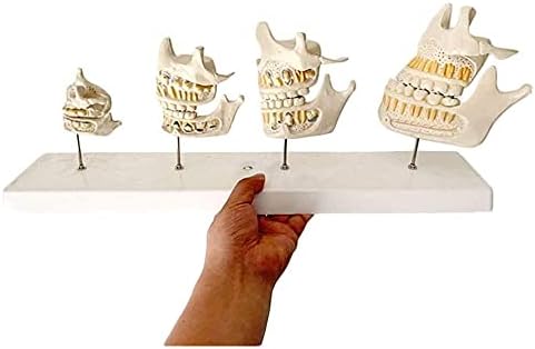 Модел на органски модел за заби на забитоста на забитоста за раст на раст на раст на модел на модел на медицинска сестра, репродуктивни органи