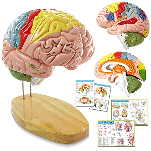 Hadwyn Human Brain модел Анатомија 9-дел модел на животна големина на мозокот, човечки мозок Анатомски модел мозокот w/етикети и приказ