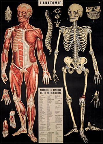 Декоративна хартија Кавалини - l'Anatomie 20 x28 лист