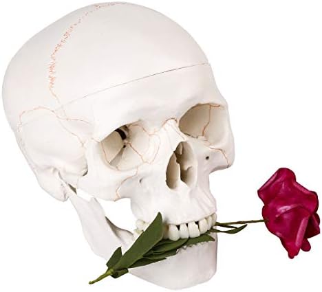 Големина на живот, модел на глава на човечки череп - Анатомски модел на човечки череп Медицински квалитет, одвоен капаче за мандибули и череп
