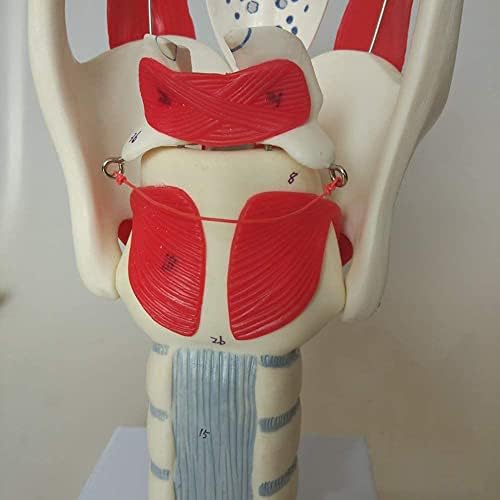 Еркто Хуман Ларинкс Анатомски модел - Професионален зголемен модел на симулација на зглобовите на човекот, медицинска анатомија