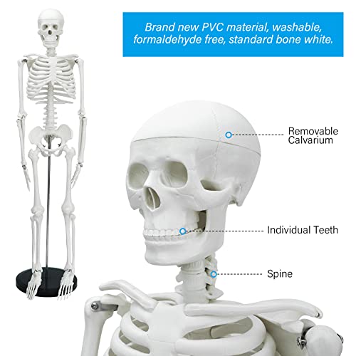 Модел на човечки скелети, мини модел на човечки скелети за анатомија Човечки коски модел 33,4 инчи висок со отстранливи раце, нозе и