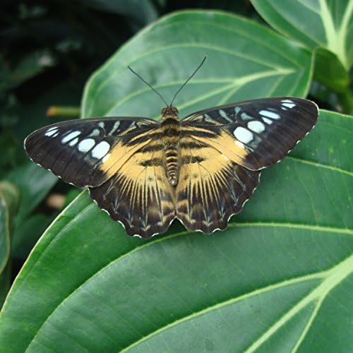 Тан и црна пеперутка на лист - стил на платно завиткано 12 x12 печатење со уметност