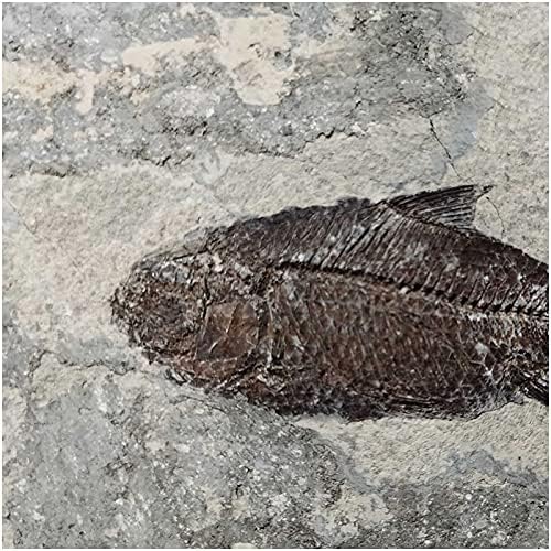 Фосилна реплика на риба KH66ZKY - природна фосилна риба - за фосилни колекции и образование домашно канцелариско училиште за прикажување