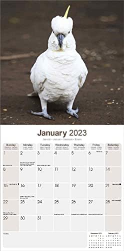 Календар на какаду 2023 - Месечен Ѕиден Календар 2022-2023 - 12 х 24 , Ѕиден Календар Со Празници И Фази На Месечината Лунарен Календар,