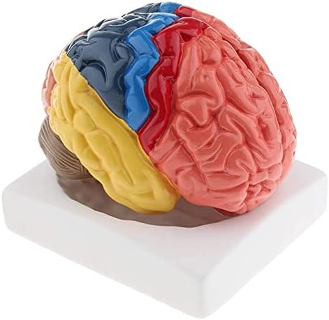 Модел на настава на Лаерпер, анатомски модел на човечки модел Училишна едукативна анатомија Медицинска човечка мозочна анатомија