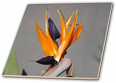 3дроза Егзотична Убавина На Рајската Птица Цвет Одблизу Фотографија-Плочки