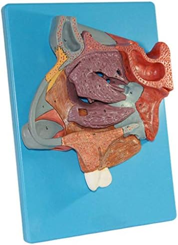 Наставен модел, модел на анатомска носна празнина - Турбинат во страничниот wallид на назалната празнина за проширување на човечката
